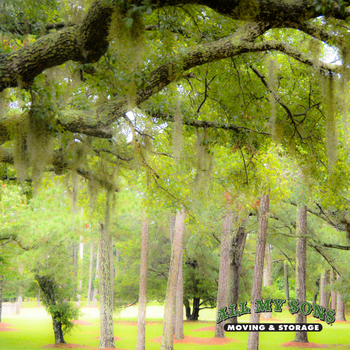 wooded area in south raleigh